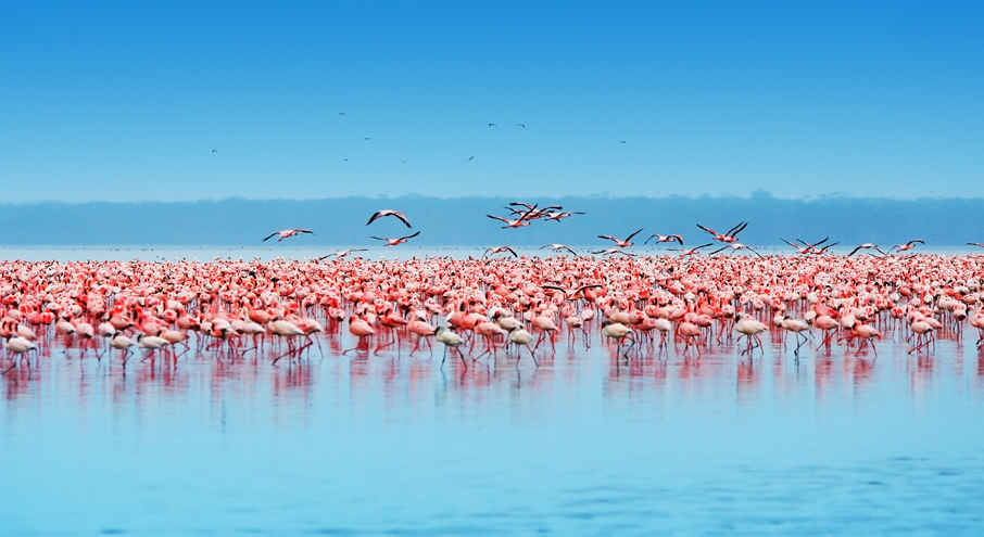 3 Days Masai Mara Air Safari from Nairobi gallery image 4
